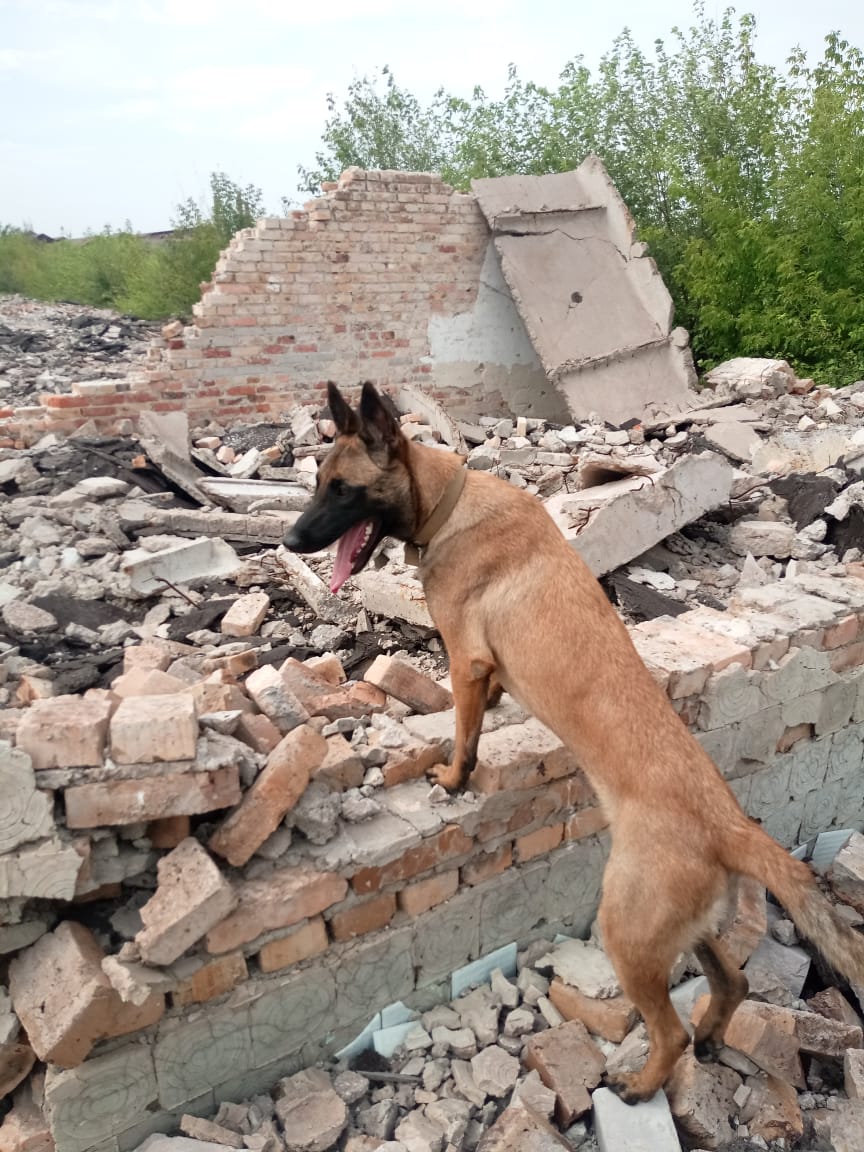 собака помогает в поисках