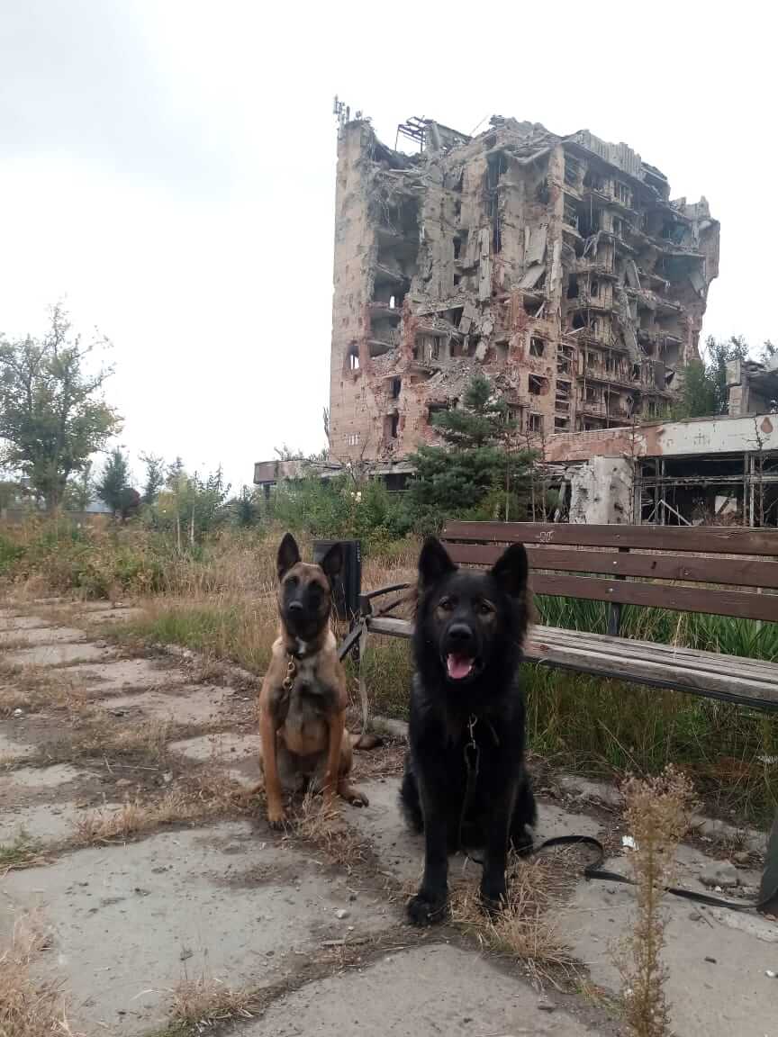 собаки на сво